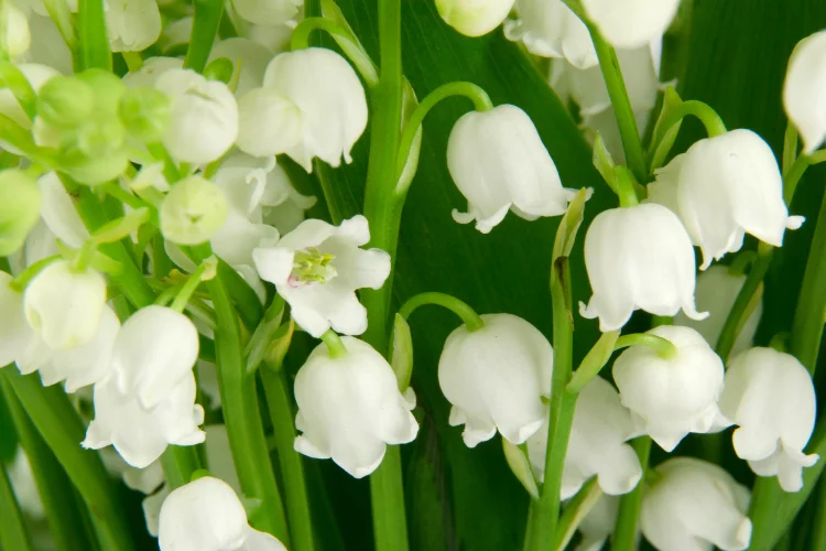 Close-up of fragrant Lily of the Valley bells, a beloved May birth flower symbol of happiness.