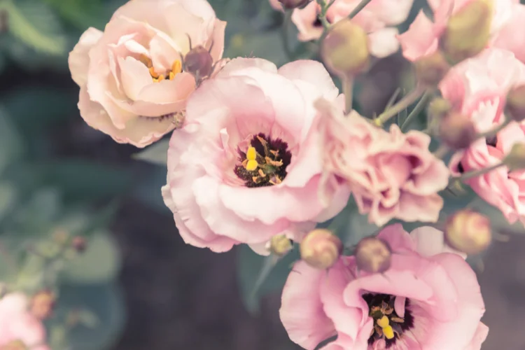 Soft pink lisianthus flowers with layered petals blooming alongside buds and green foliage