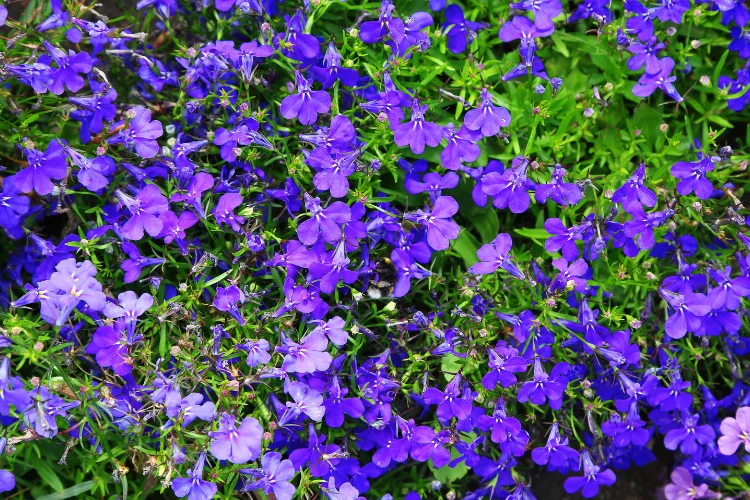 Trailing purple-blue lobelia flowers spreading densely across green foliage in a garden bed.