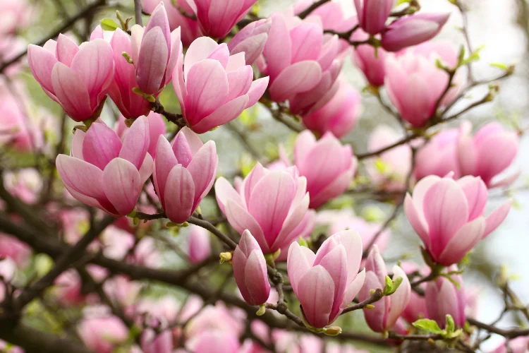 Pink magnolia blossoms covering bare branches in full spring flowering display