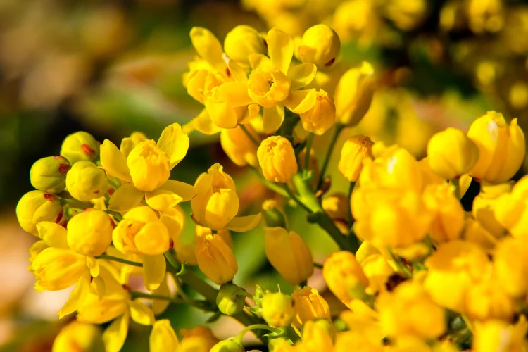 Bright yellow mahonia flower clusters blooming on an architectural evergreen winter shrub.