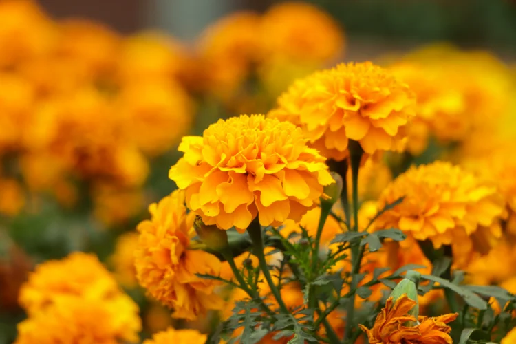 Vibrant orange marigold fall flowers blooming abundantly in a sunny garden border.