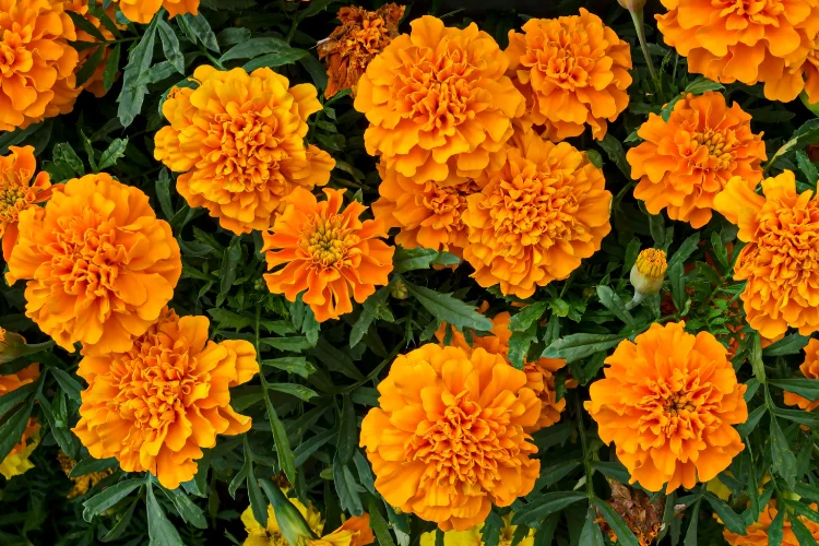 Vibrant orange Marigold flowers in bloom, October's primary birth flower for autumn birthdays.