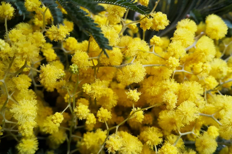 Fluffy golden yellow mimosa blossoms clustered on branches, a fragrant late-winter to spring yellow flower.