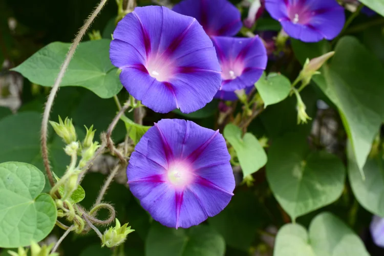 Purple morning glory flowers climbing a vine with green leaves, blooming fresh in a garden.