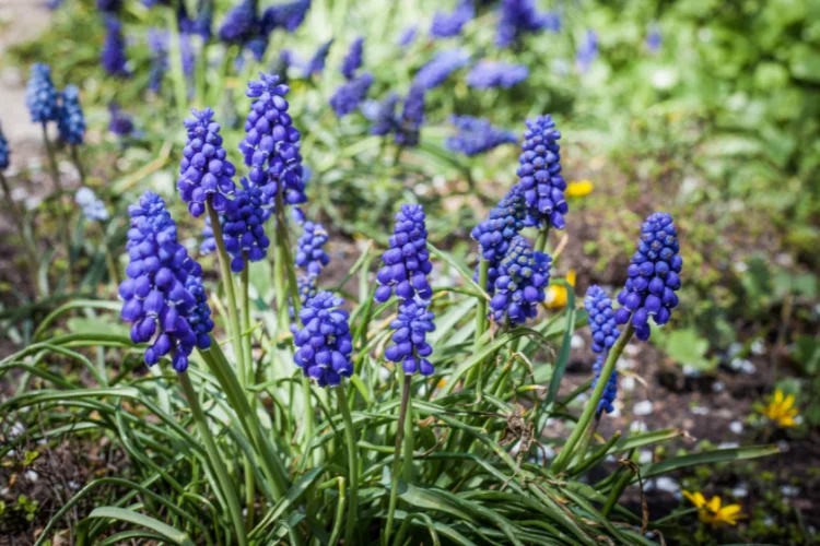 Cobalt blue muscari grape hyacinths blooming in dense clusters in a garden bed