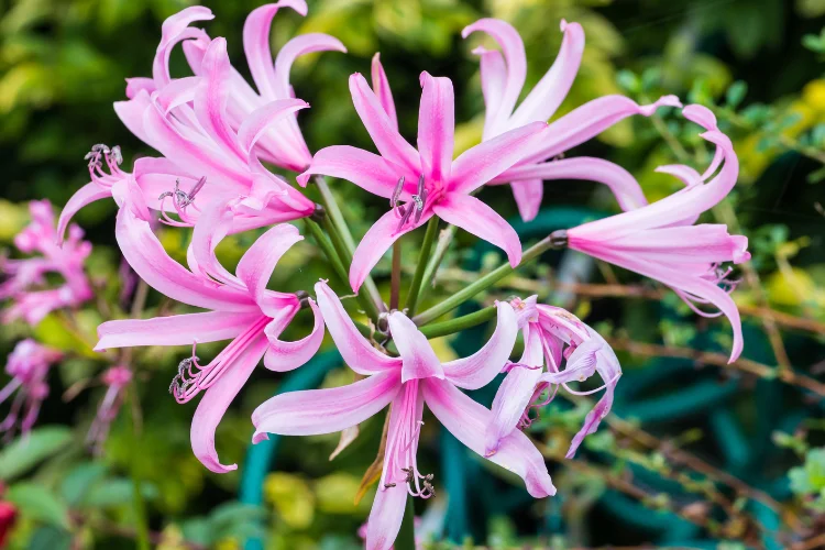 Pink nerine flowers with spidery petals blooming in a cluster on green stems