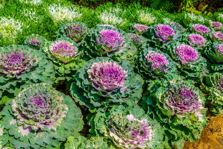Purple and green ornamental kale fall flowers planted in rows in a garden bed.
