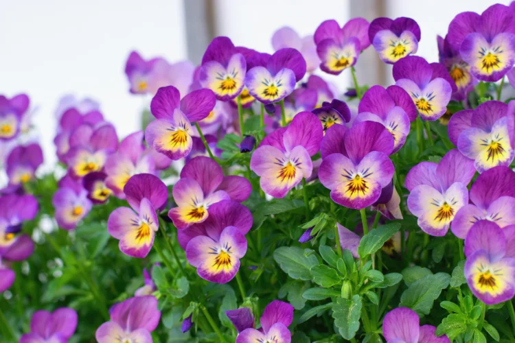 Purple and yellow winter pansies blooming abundantly in a cheerful garden container display.