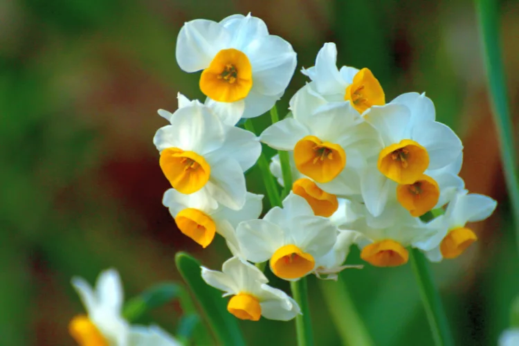 White paperwhite narcissus flowers with yellow centers, a fragrant winter flower grown indoors.