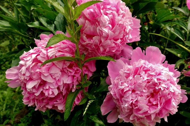 Pink peony flowers with layered ruffled petals blooming among lush green foliage
