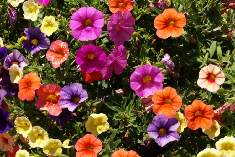 Colourful petunias in pink, orange, purple and yellow filling a summer container