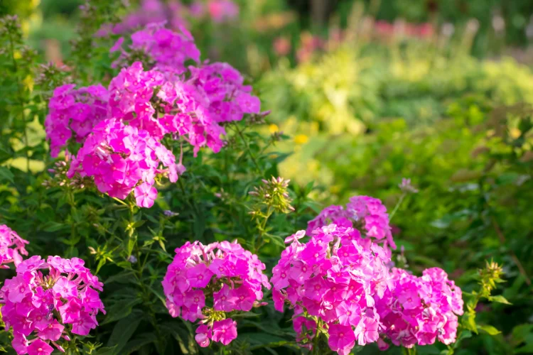 Bright pink summer phlox flower clusters blooming in a sunlit garden border