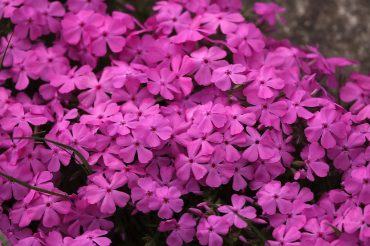 Bright pink phlox flowers blooming in a dense cluster with five petaled blooms