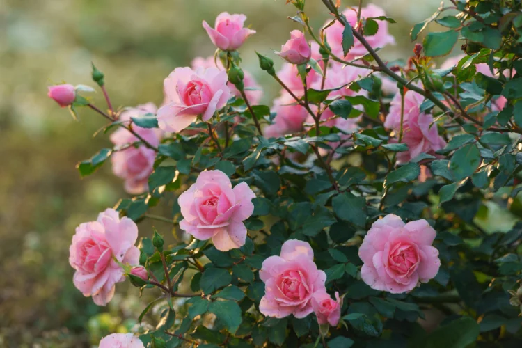 Pink rose bush with multiple blooms and buds growing among green leaves outdoors