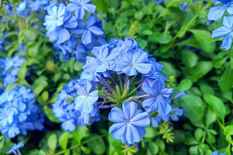 Clusters of soft sky blue plumbago flowers blooming on a green shrub outdoors.
