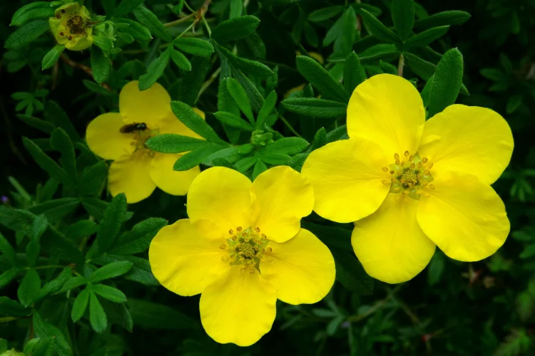 Bright yellow potentilla flowers with five petals blooming among green foliage, a low-maintenance yellow shrub.