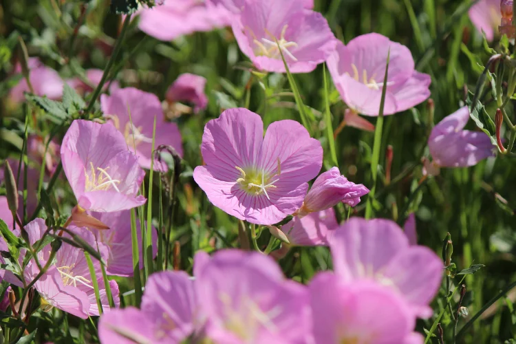 Pink primrose wildflowers blooming among green grass in a sunny spring meadow