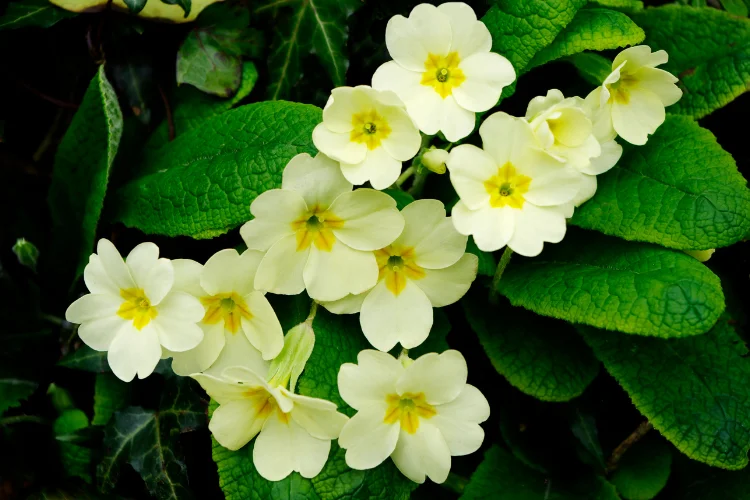 Pale yellow Primrose flowers, February's secondary birth flower, blooming among lush green leaves