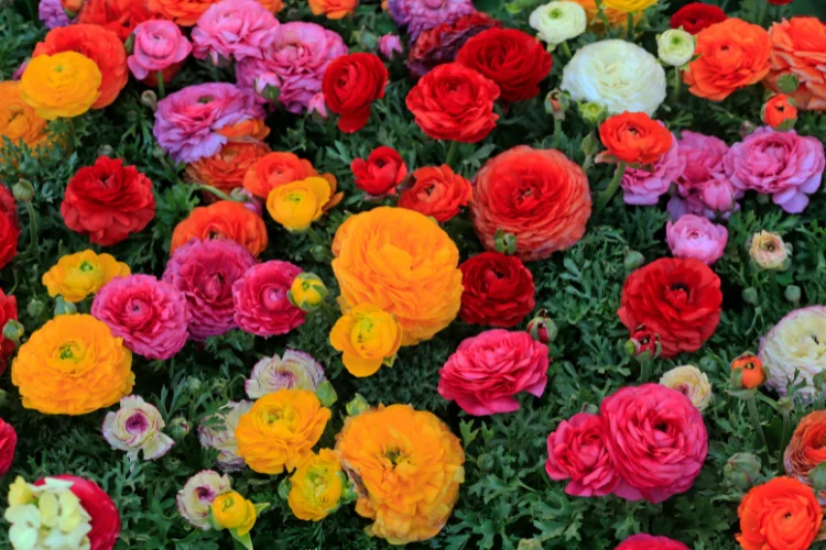 Colorful ranunculus flowers in red, orange, pink and yellow layered petals blooming together