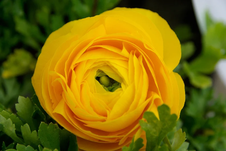 A single golden yellow ranunculus flower with delicate layered petals, one of the prettiest yellow flowers.