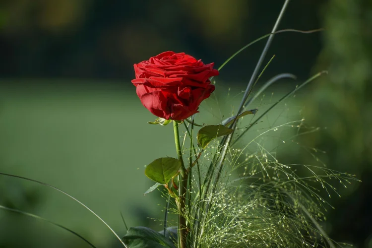 Single red rose in full bloom beside feathery grasses in a summer garden