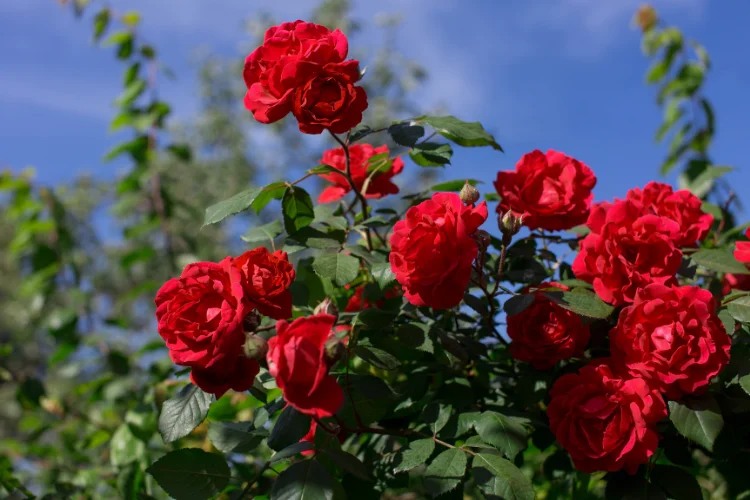 Red rose bush blooming outdoors under a blue sky, a classic June garden flower