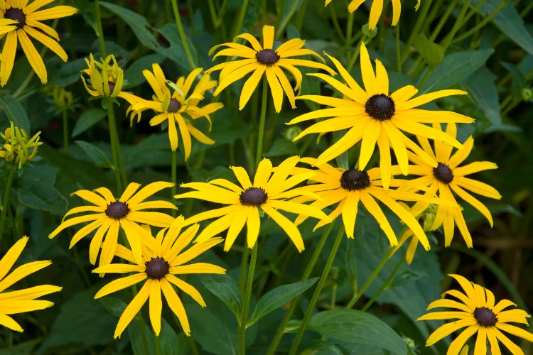 Yellow rudbeckia black-eyed Susan flowers with dark centers blooming in a garden, a hardy summer yellow flower.