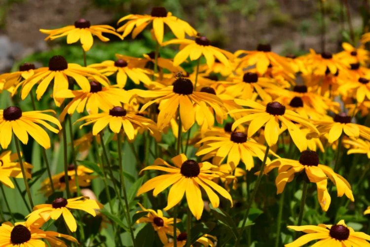 Golden yellow rudbeckia black eyed Susan flowers with dark centres blooming in summer