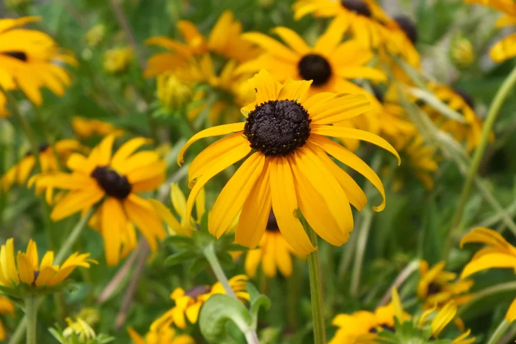 Golden yellow rudbeckia, or Black Eyed Susan, fall flowers blooming in a garden.