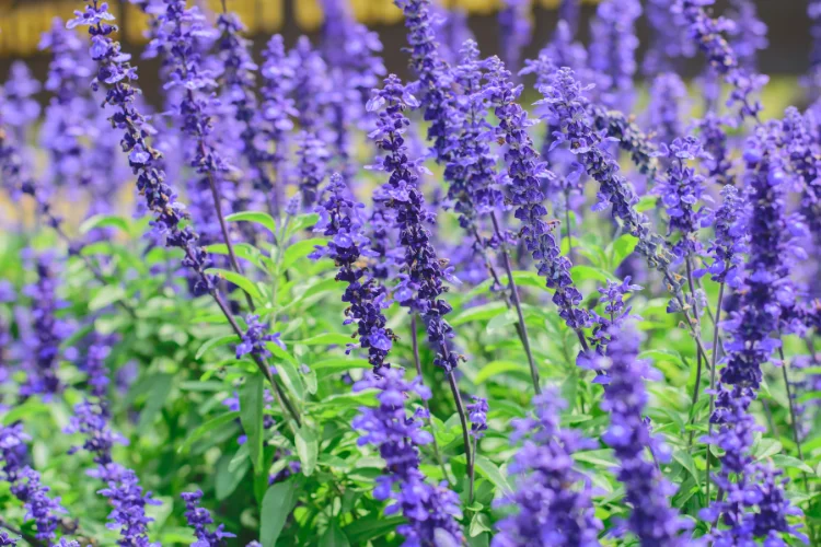 Purple salvia fall flowers with tall spiky blooms growing in a garden border.