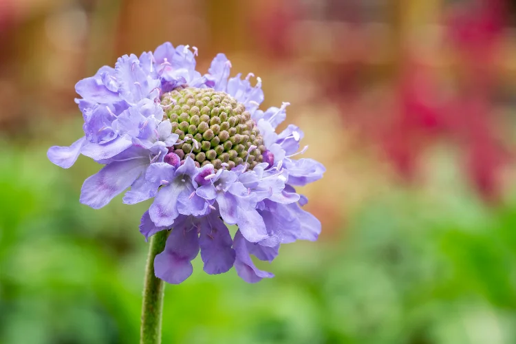 Soft lilac scabious pincushion flower with a green centre against a blurred background
