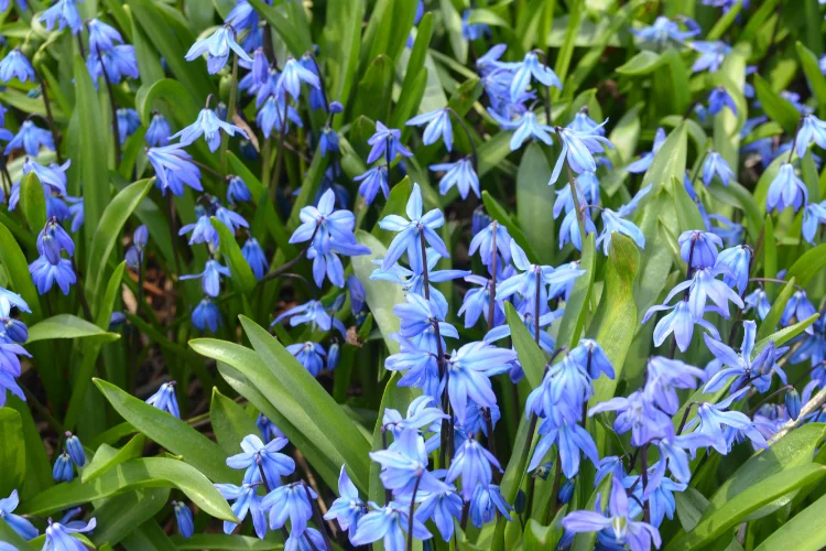 Carpet of small blue Siberian squill flowers blooming among green blades in early spring.