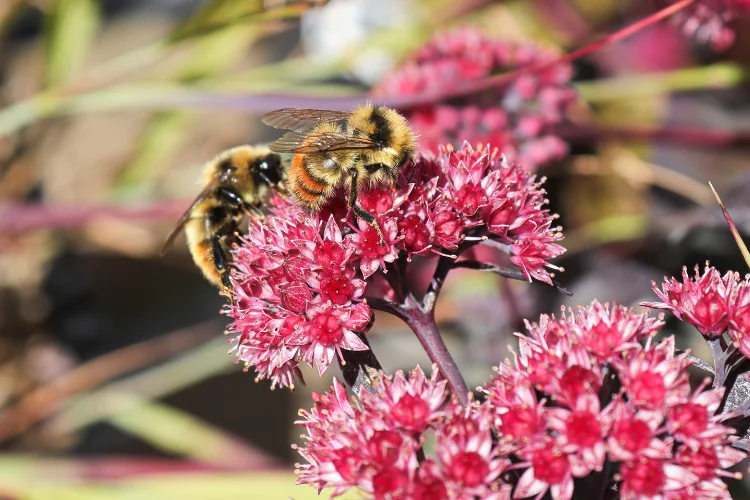 Pink sedum stonecrop fall flowers being pollinated by two bumblebees in the garden.