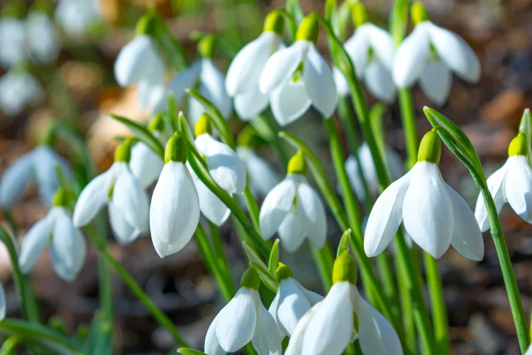 Cluster of white snowdrop flowers blooming outdoors, January's secondary birth flower