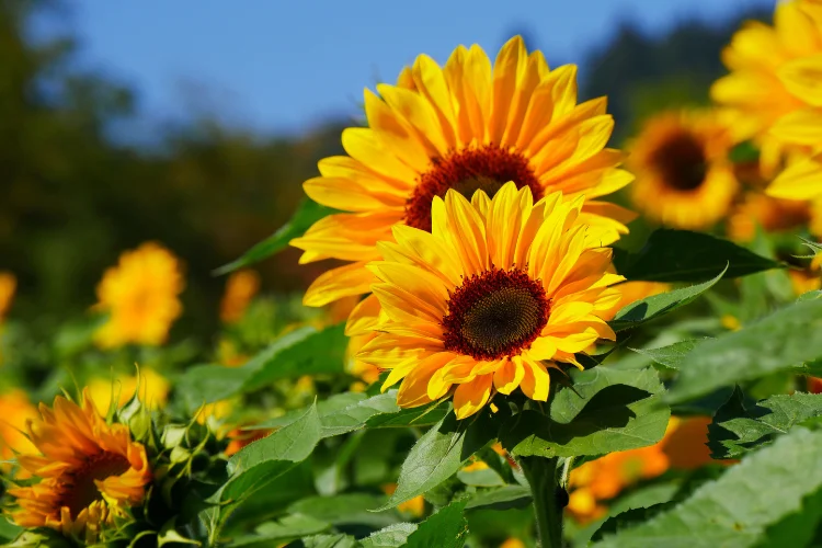 Bright yellow sunflowers blooming under a clear blue sky in a summer field
