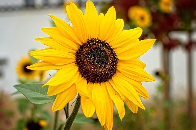 A large bright yellow sunflower in full bloom with a dark brown center, the iconic yellow flower.