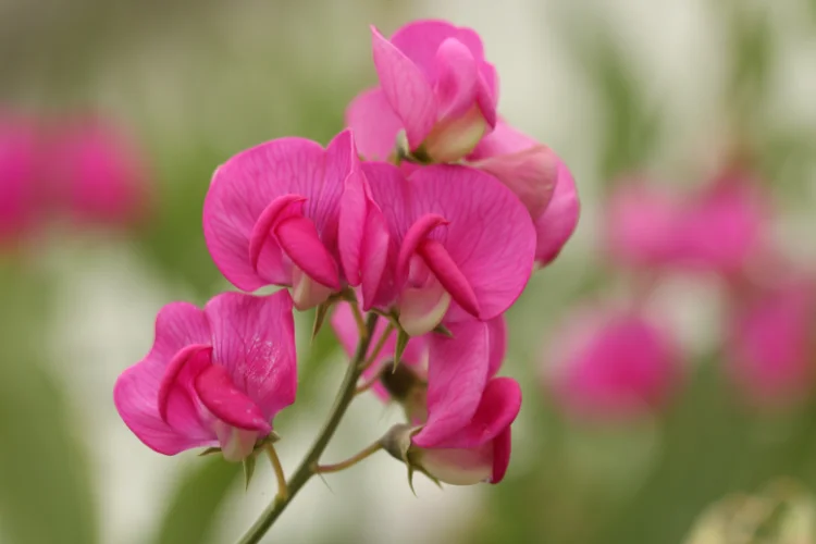 Hot pink sweet pea flowers with ruffled petals climbing on a slender green stem