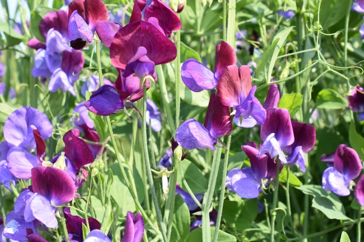 Purple and magenta Sweet Pea flowers blooming on a climbing vine, April's fragrant birth flower