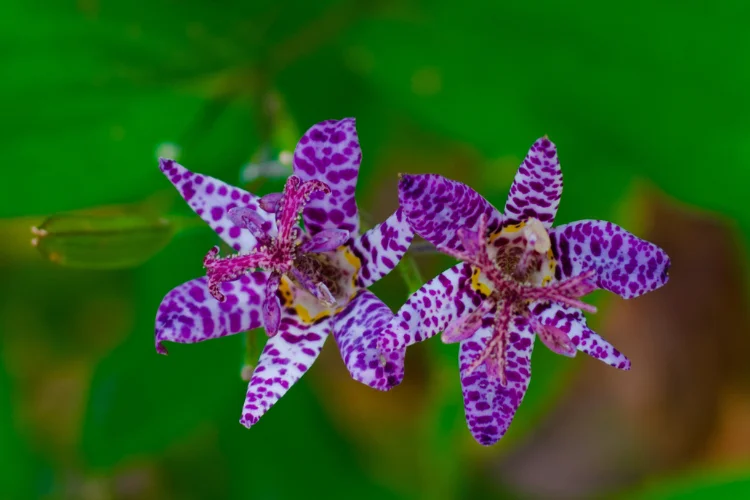 Purple spotted toad lily fall flowers blooming in a shaded woodland garden.