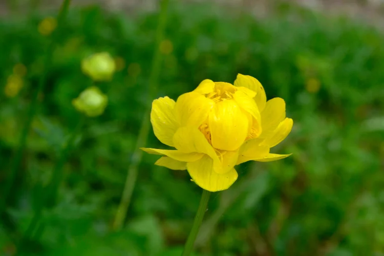 A golden yellow trollius globeflower with rounded, buttercup-like petals blooming in a lush green garden.