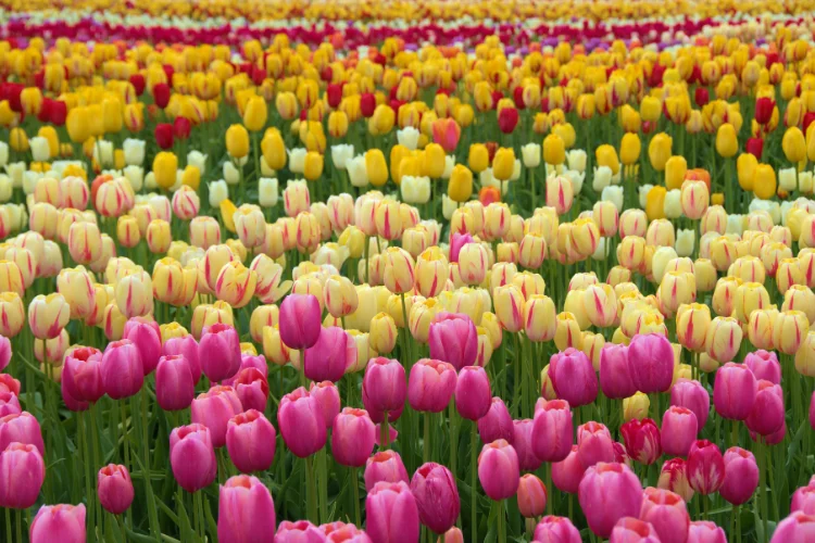 Colorful field of pink, yellow and white tulips blooming in rows in spring