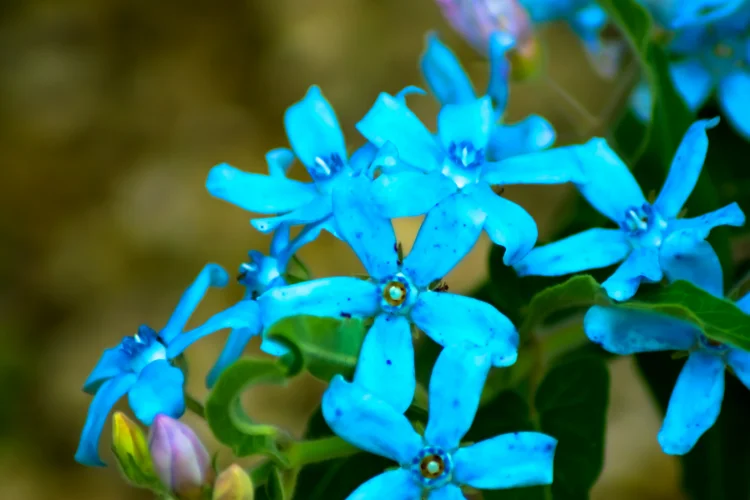 Delicate sky blue star-shaped tweedia flowers blooming on a slender climbing garden vine.