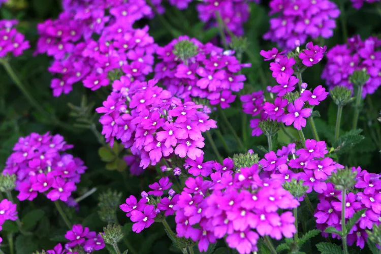 Bright magenta-purple verbena flower clusters blooming among green trailing garden foliage