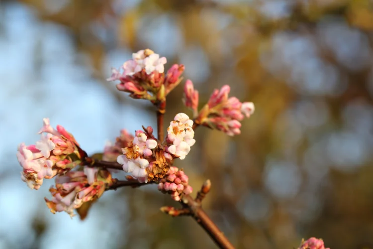 Pink and white winter flowering viburnum blossoms opening on a bare woody branch.