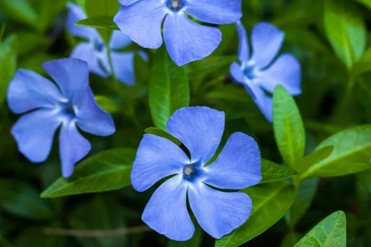 Pale blue periwinkle vinca flowers with five petals growing among glossy green leaves.