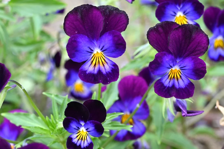 Deep purple viola flowers with yellow centers blooming in a spring garden