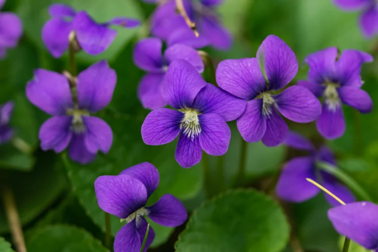 Cluster of purple Violet flowers, February's primary birth flower, growing among heart shaped green leaves