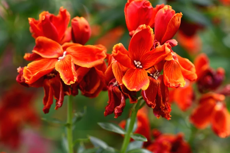 Orange and red wallflower blooms clustered together in a fragrant cottage garden