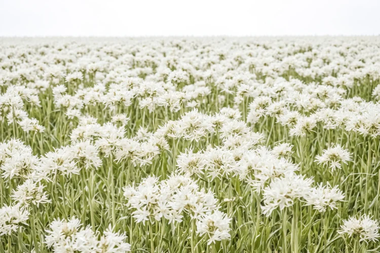 Wide field of white allium flowers with globe-shaped blooms swaying above tall green stems.